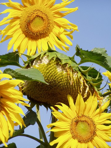 Painting: "Sunflowers 1", Photography, author: Lucyna Pawlak (Lu), 2004
