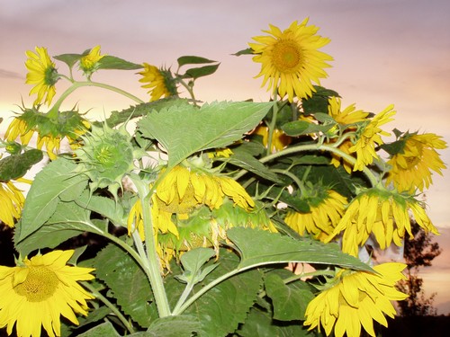 Painting: "Sunflowers 10", Photography, author: Lucyna Pawlak (Lu), 2004