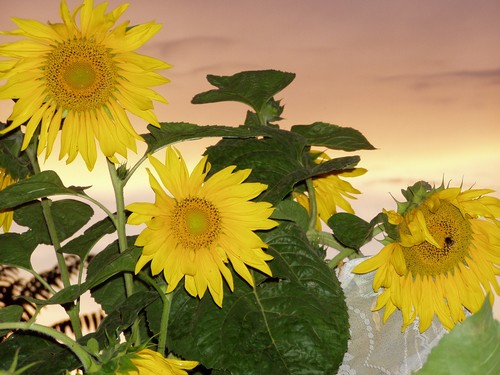 Painting: "Sunflowers 11", Photography, author: Lucyna Pawlak (Lu), 2004