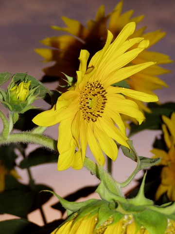 Painting: "Sunflowers 12", Photography, author: Lucyna Pawlak (Lu), 2004