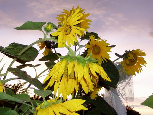 Painting: "Sunflowers 13", Photography, author: Lucyna Pawlak (Lu), 2004