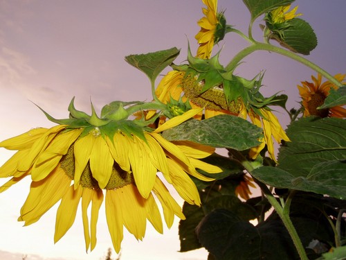 Painting: "Sunflowers 14", Photography, author: Lucyna Pawlak (Lu), 2004