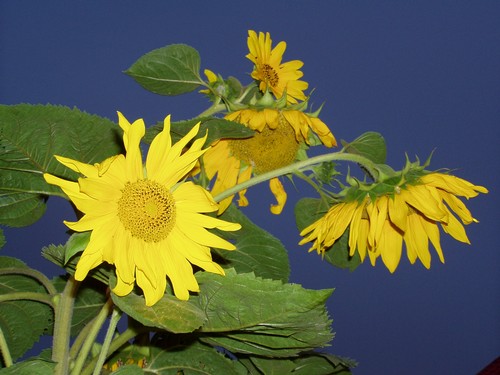 Painting: "Sunflowers 15", Photography, author: Lucyna Pawlak (Lu), 2004
