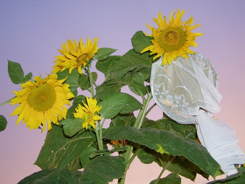 Painting: "Sunflowers 16", Photography, author: Lucyna Pawlak (Lu), 2004
