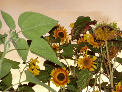 Painting: "Sunflowers 17", Photography, author: Lucyna Pawlak (Lu), 2004