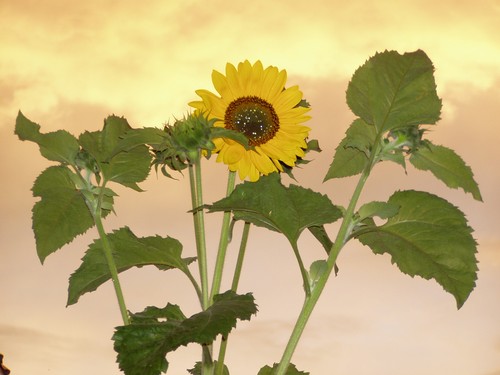 Painting: "Sunflowers 18", Photography, author: Lucyna Pawlak (Lu), 2004
