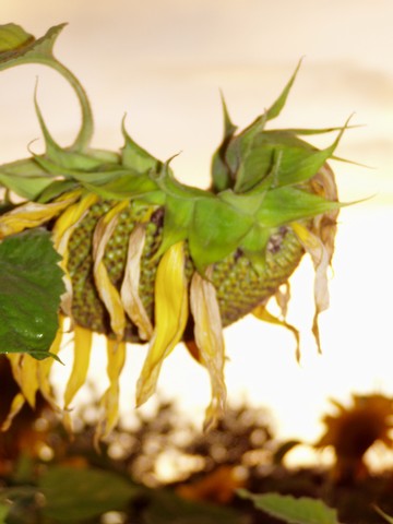 Painting: "Sunflowers 19", Photography, author: Lucyna Pawlak (Lu), 2004