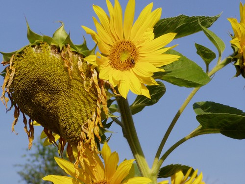 Painting: "Sunflowers 2", Photography, author: Lucyna Pawlak (Lu), 2004