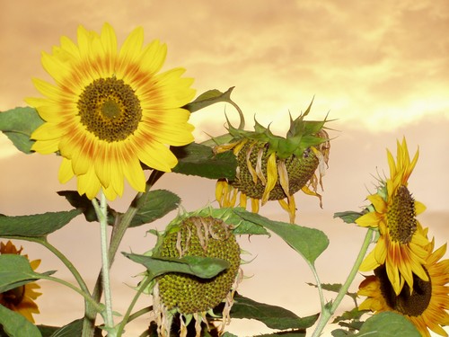 Painting: "Sunflowers 20", Photography, author: Lucyna Pawlak (Lu), 2004