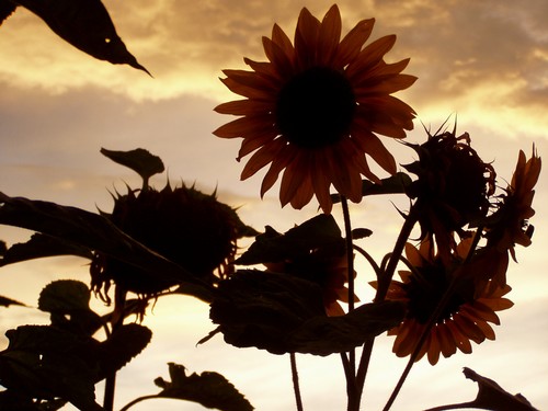Painting: "Sunflowers 21", Photography, author: Lucyna Pawlak (Lu), 2004
