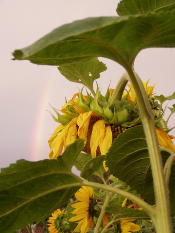 Painting: "Sunflowers 23", Photography, author: Lucyna Pawlak (Lu), 2004