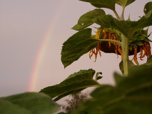 Painting: "Sunflowers 24", Photography, author: Lucyna Pawlak (Lu), 2004
