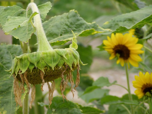 Painting: "Sunflowers 25", Photography, author: Lucyna Pawlak (Lu), 2004