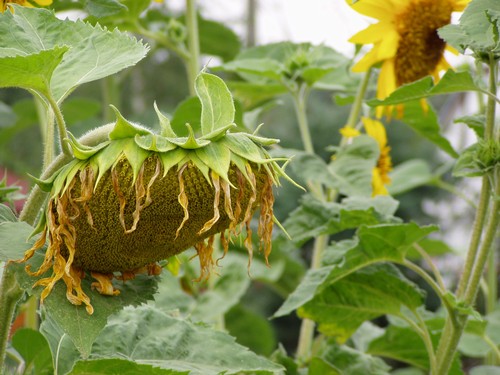 Painting: "Sunflowers 26", Photography, author: Lucyna Pawlak (Lu), 2004