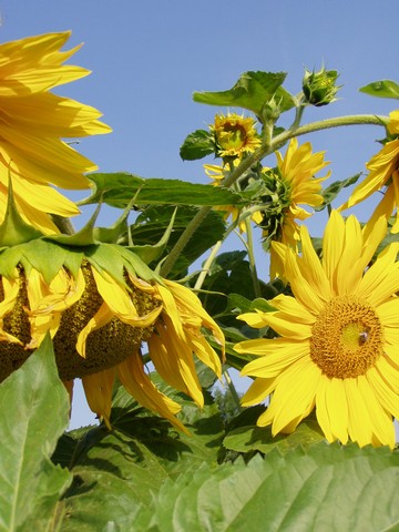 Painting: "Sunflowers 27", Photography, author: Lucyna Pawlak (Lu), 2004