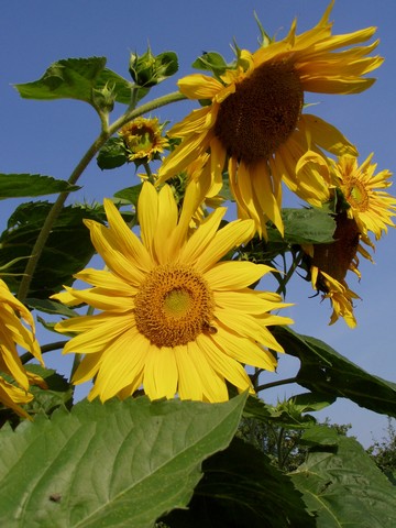 Painting: "Sunflowers 28", Photography, author: Lucyna Pawlak (Lu), 2004