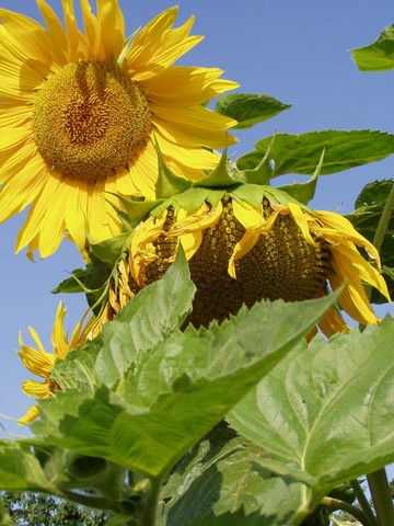 Painting: "Sunflowers 29", Photography, author: Lucyna Pawlak (Lu), 2004