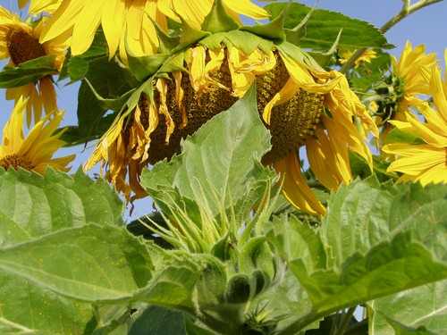 Painting: "Sunflowers 30", Photography, author: Lucyna Pawlak (Lu), 2004
