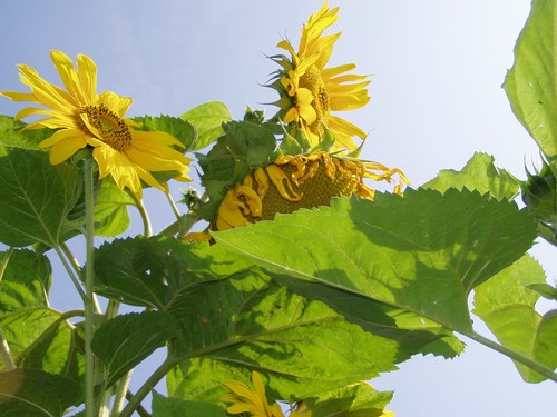 Painting: "Sunflowers 31", Photography, author: Lucyna Pawlak (Lu), 2004