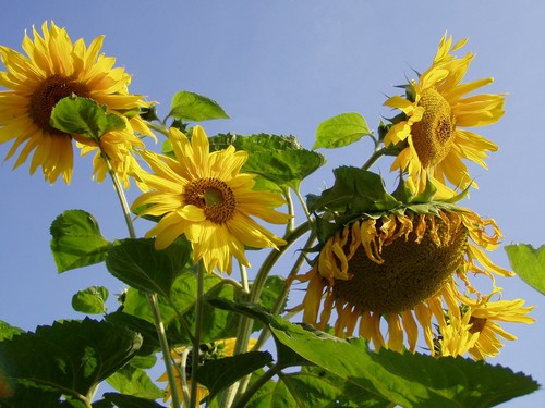 Painting: "Sunflowers 32", Photography, author: Lucyna Pawlak (Lu), 2004