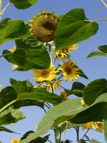 Painting: "Sunflowers 33", Photography, author: Lucyna Pawlak (Lu), 2004