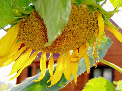 Painting: "Sunflowers 34", Photography, author: Lucyna Pawlak (Lu), 2004