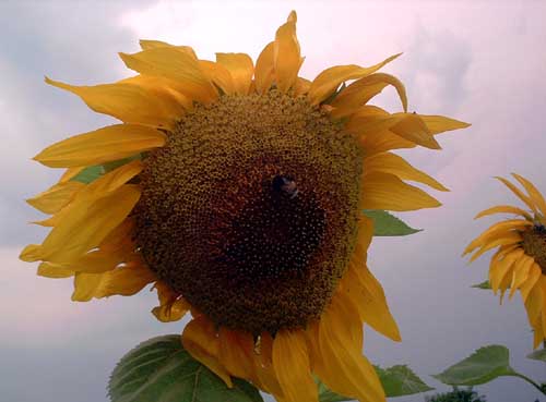 Painting: "Sunflowers 36", Photography, author: Lucyna Pawlak (Lu), 2003