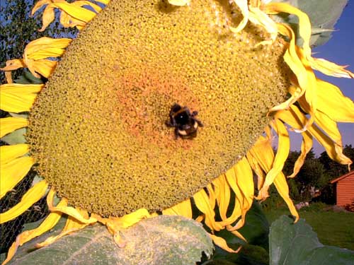 Painting: "Sunflowers 37", Photography, author: Lucyna Pawlak (Lu), 2003