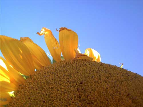 Painting: "Sunflowers 38", Photography, author: Lucyna Pawlak (Lu), 2003