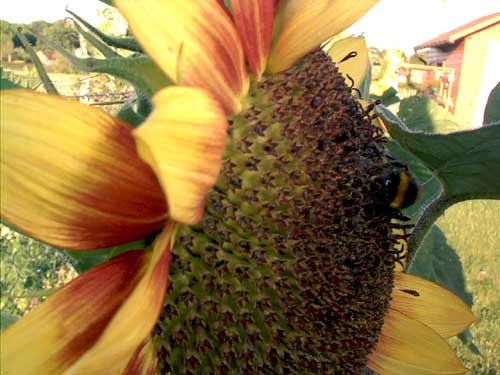 Painting: "Sunflowers 40", Photography, author: Lucyna Pawlak (Lu), 2003