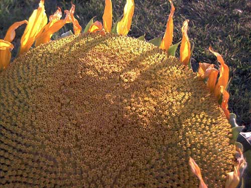 Painting: "Sunflowers 41", Photography, author: Lucyna Pawlak (Lu), 2003