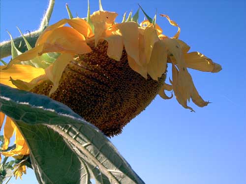 Painting: "Sunflowers 42", Photography, author: Lucyna Pawlak (Lu), 2003