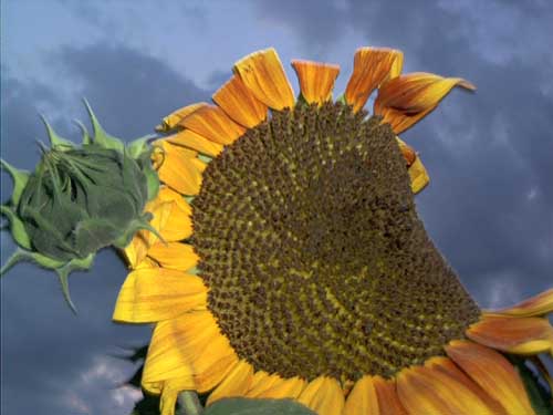 Painting: "Sunflowers 44", Photography, author: Lucyna Pawlak (Lu), 2003