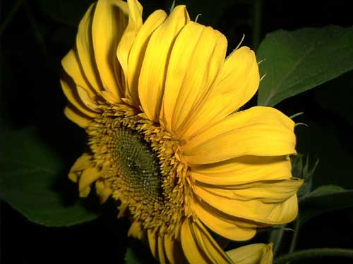 Painting: "Sunflowers 46", Photography, author: Lucyna Pawlak (Lu), 2003