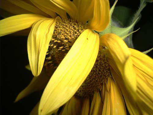 Painting: "Sunflowers 47", Photography, author: Lucyna Pawlak (Lu), 2003