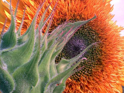 Painting: "Sunflowers 48", Photography, author: Lucyna Pawlak (Lu), 2003