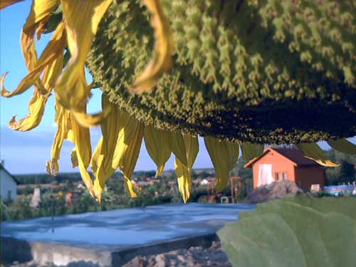Painting: "Sunflowers 50", Photography, author: Lucyna Pawlak (Lu), 2003