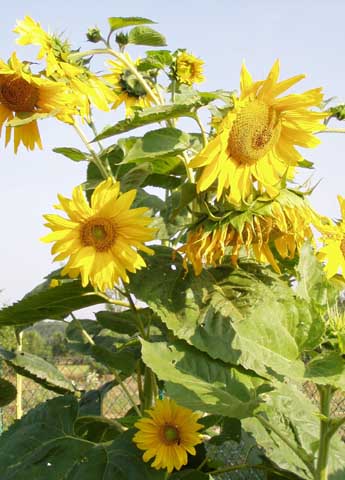 Painting: "Sunflowers 51", Photography, author: Lucyna Pawlak (Lu), 2003