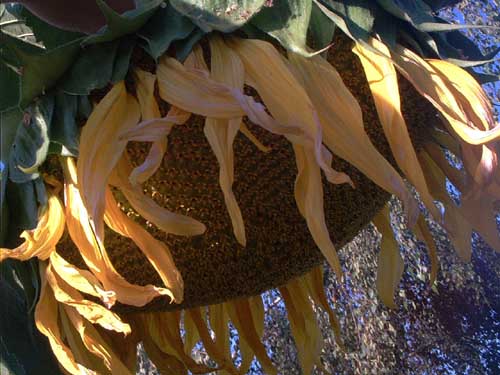 Painting: "Sunflowers 52", Photography, author: Lucyna Pawlak (Lu), 2003