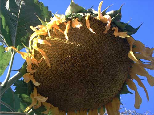 Painting: "Sunflowers 53", Photography, author: Lucyna Pawlak (Lu), 2003