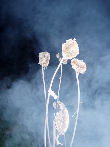 Painting: "Sunflowers 7", Photography, author: Lucyna Pawlak (Lu), 2005