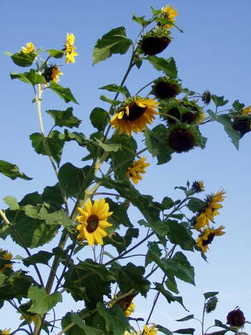 Painting: "Sunflowers 8", Photography, author: Lucyna Pawlak (Lu), 2004
