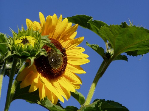Painting: "Sunflowers 9", Photography, author: Lucyna Pawlak (Lu), 2004